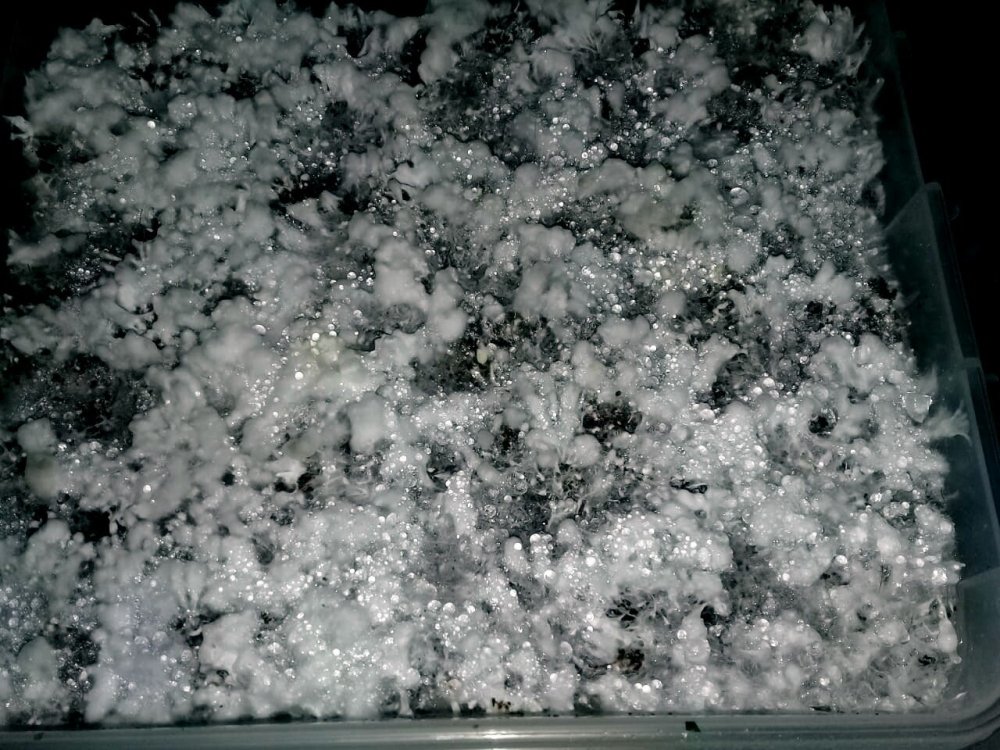 IMG-20181203-WA0264_1.thumb.jpg.04190198138153e98079080b185a7537.jpg
