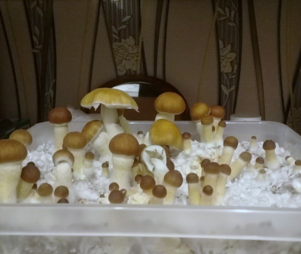 IMG-20181213-WA0446_1.thumb.jpg.4637c17ffbd68d4133267320cecd580c.jpg