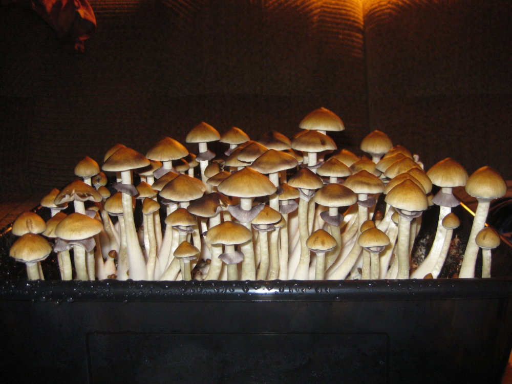 IMG_1225.JPG