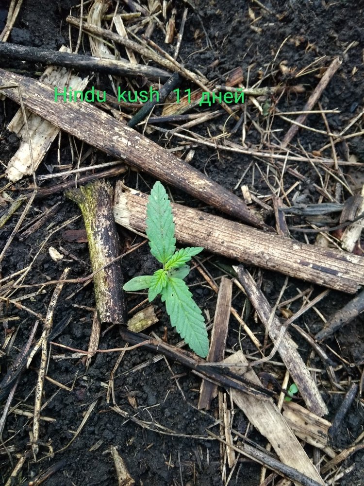 IMG_20180805_103112.jpg
