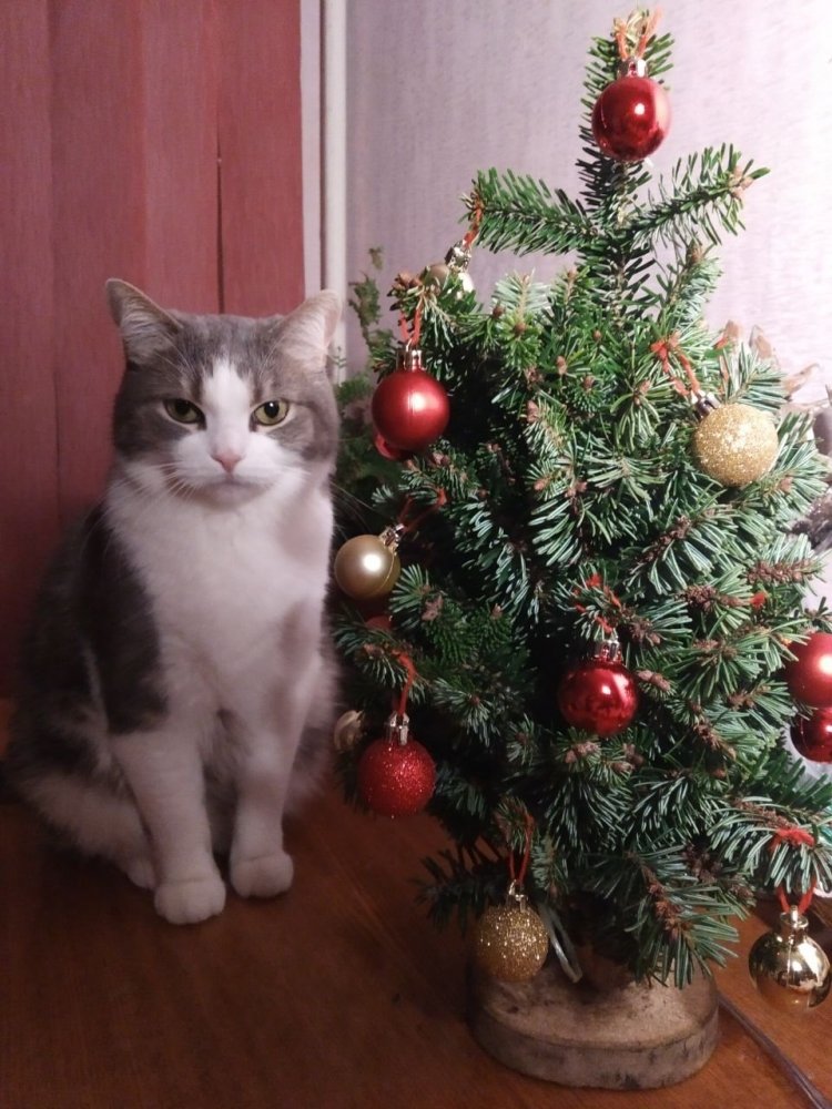 IMG_20181224_222420_376.thumb.jpg.c20cbf70a8a62a58a44727e4aa94b8a5.jpg