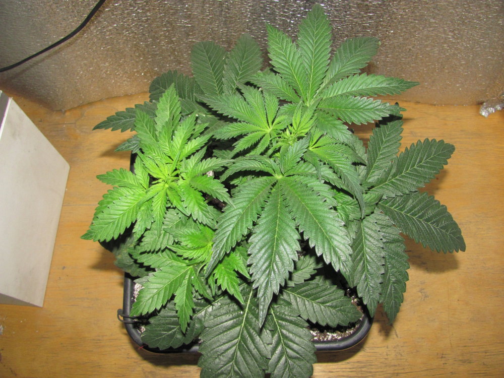 IMG_8891.thumb.JPG.ec6f2f9321740baf3354de0fd66dd06c.JPG
