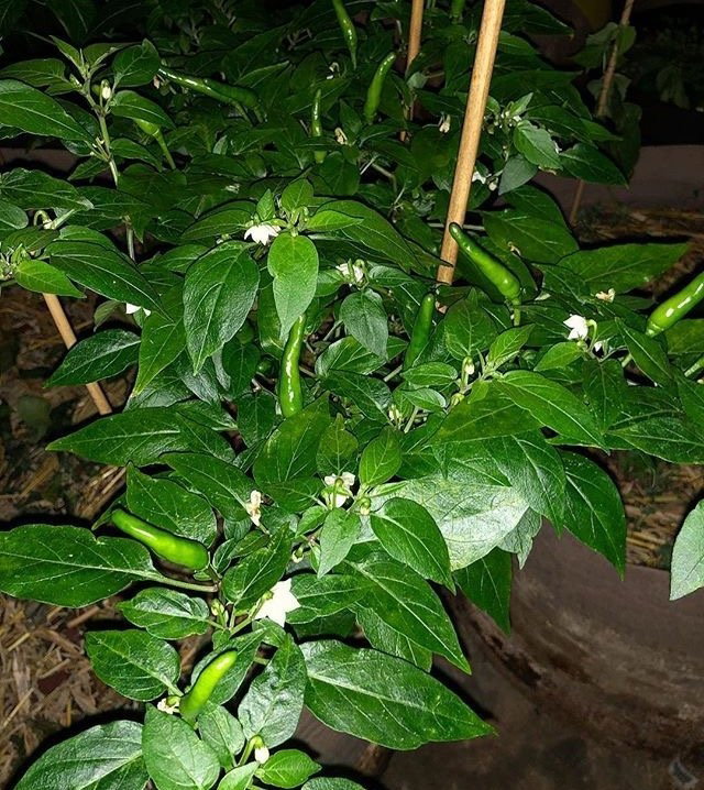 IMG_9583.PNG