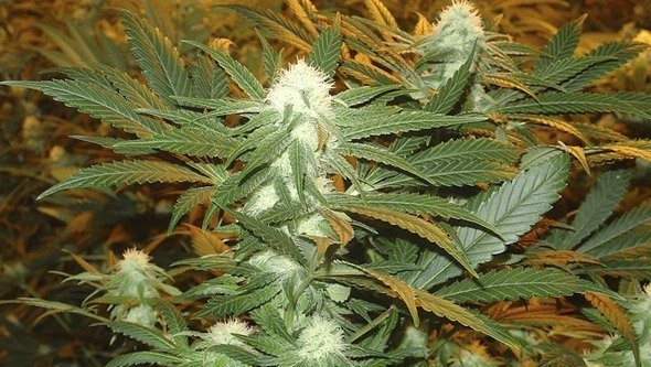 Jamaican-Dream.thumb.jpg.d7052d0042480a0aac72ef55f47467be.jpg