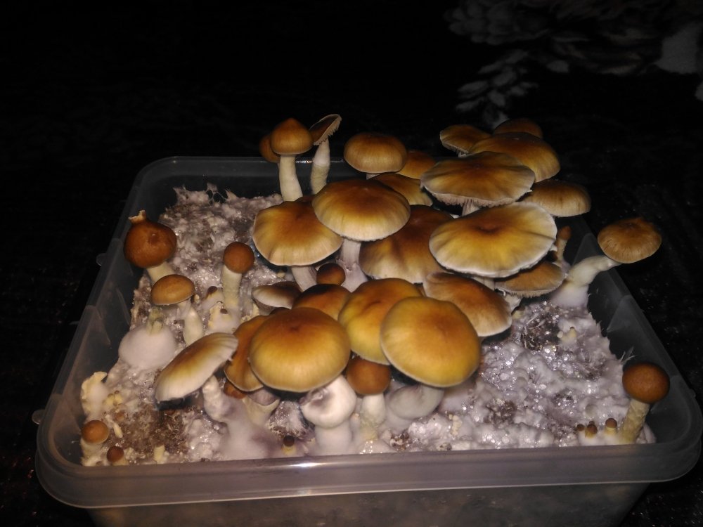 P_20181217_172902.thumb.jpg.10cd7ec47196bc17c5a649942beeaae7.jpg