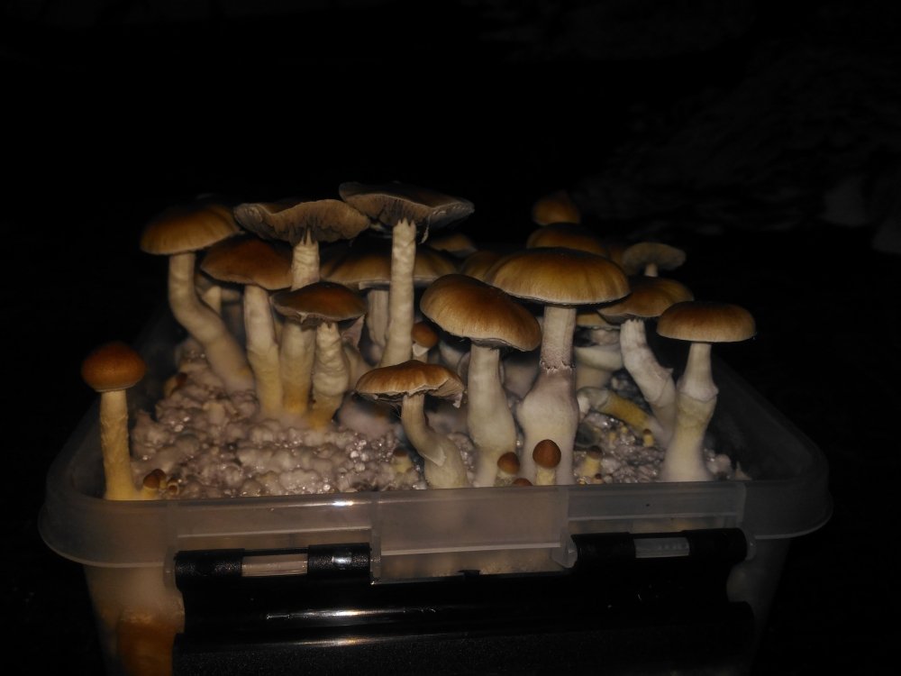 P_20181217_172917.thumb.jpg.cd32821baa9bae71a6934989e58a56c0.jpg