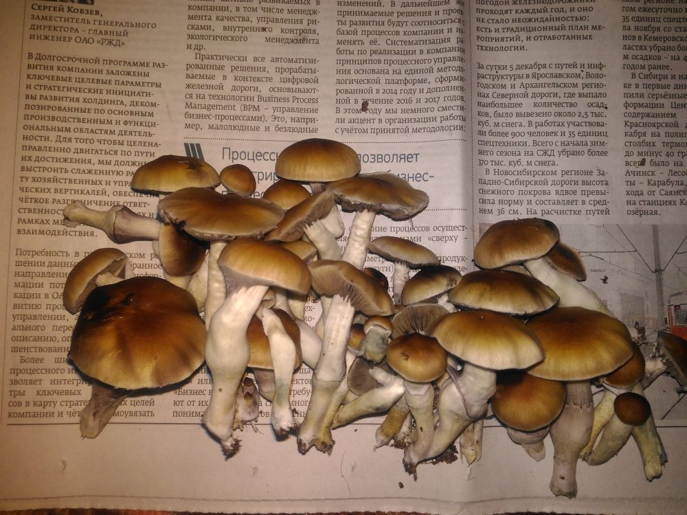 P_20181217_173418.thumb.jpg.e340c3d5dab48877eb196d9d96c8f012.jpg