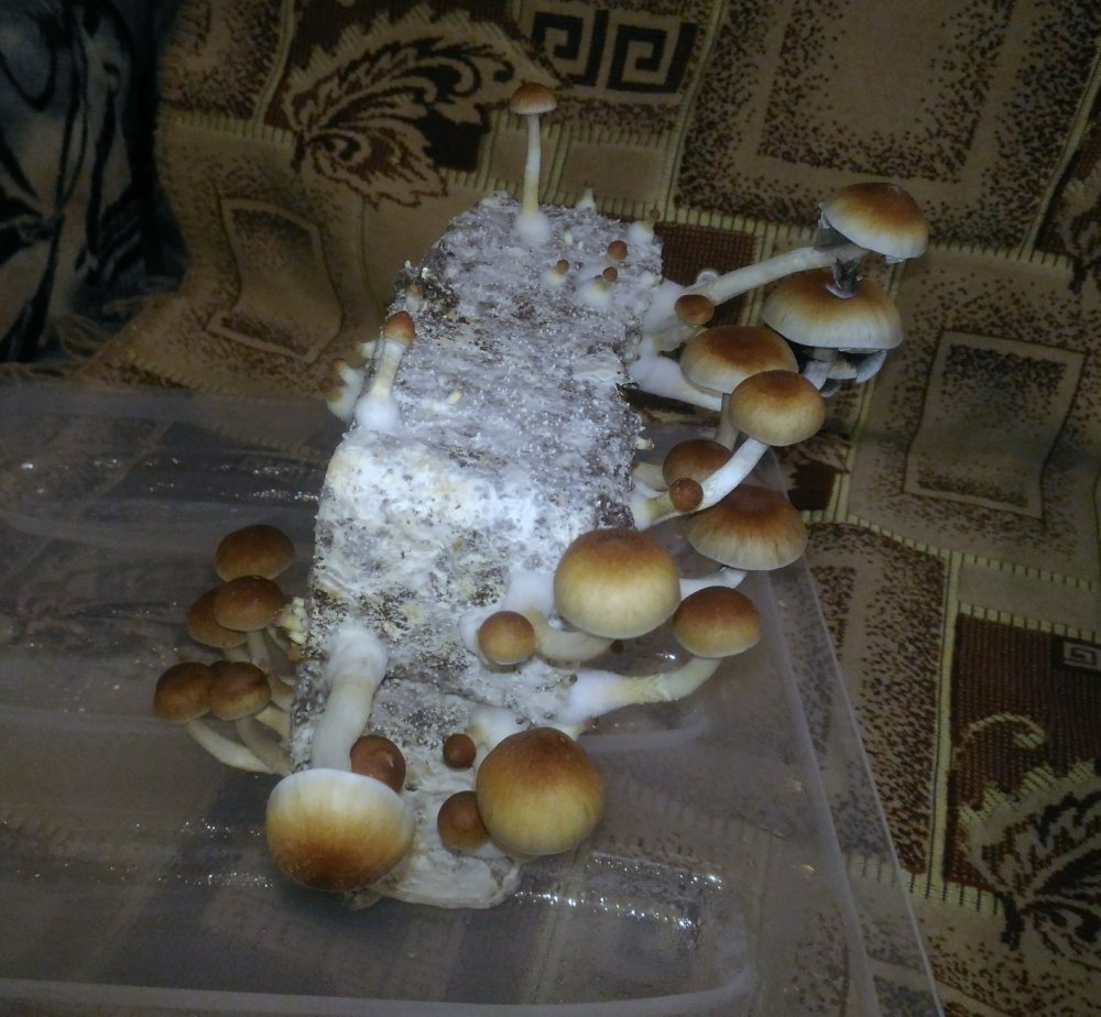 P_20181226_212339_1.thumb.jpg.cb75b0c2e7f9dc533f4c49f29aaece6c.jpg