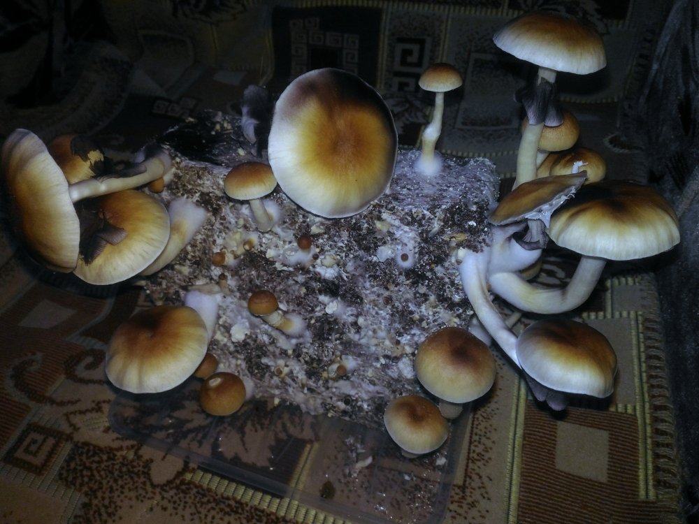 P_20181228_110817_1.thumb.jpg.c8cb3fb7f730b5d17464deddde6c1c01.jpg