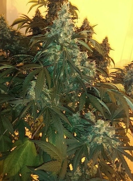 ak-gold.thumb.jpg.5cea32d8c25bd9ae3ce4aa5533fdc644.jpg