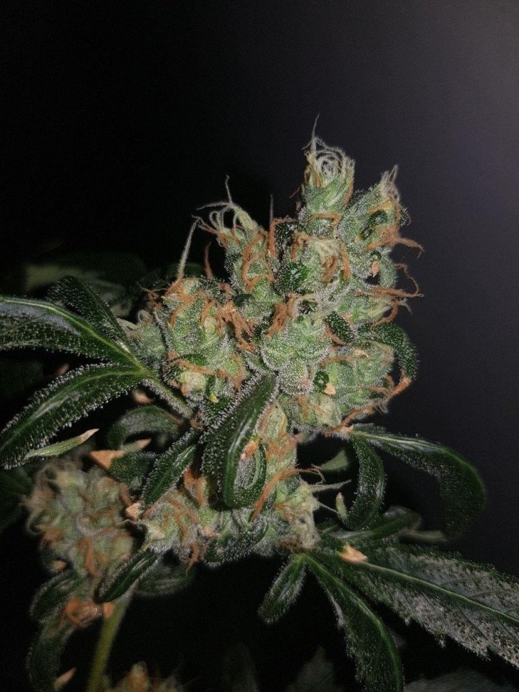 blue-cheese.thumb.jpg.2c4b15971093476de7102a9c59e3d275.jpg