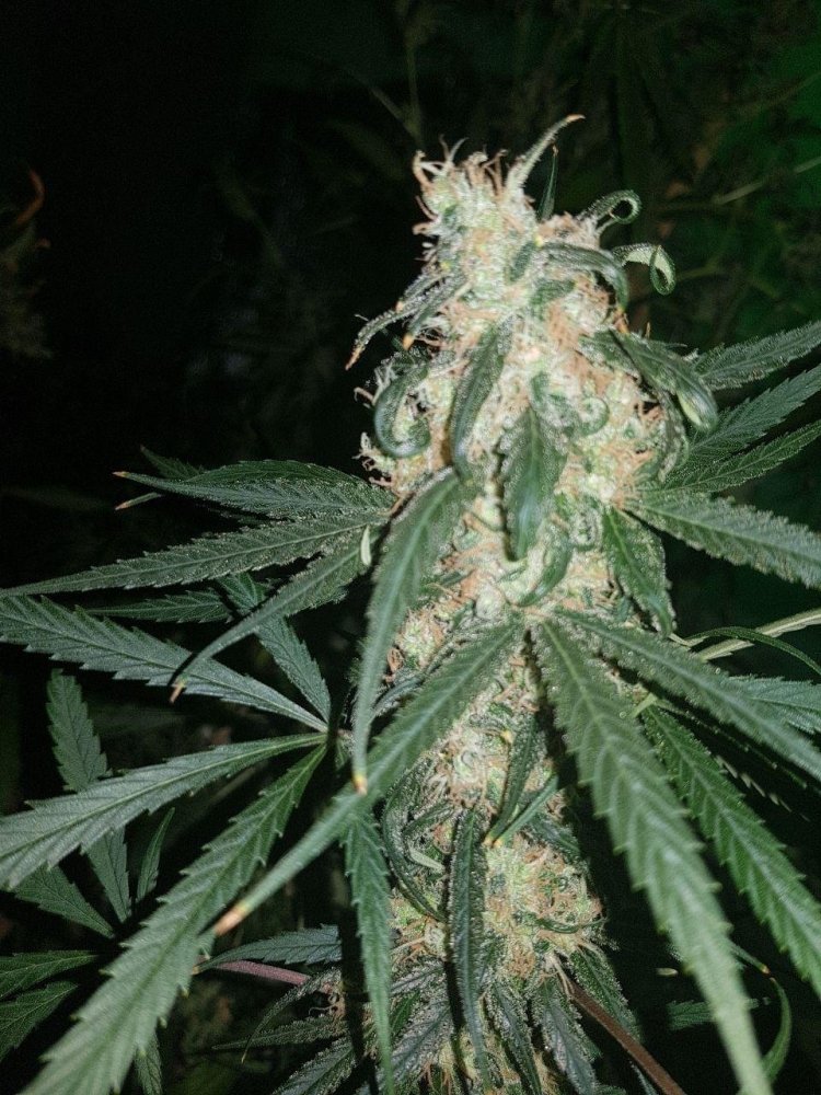 blue-dream.thumb.jpg.bc1d1320a716e83a070cf8b3bf0fee36.jpg