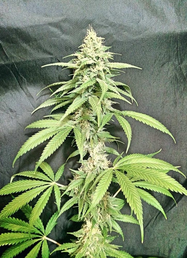 gt_cookies.thumb.jpg.3b75b77b534870d8ef87d870400ca437.jpg