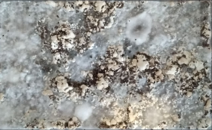 image.thumb.png.c253802b9509ae73547701fd43a586b4.png