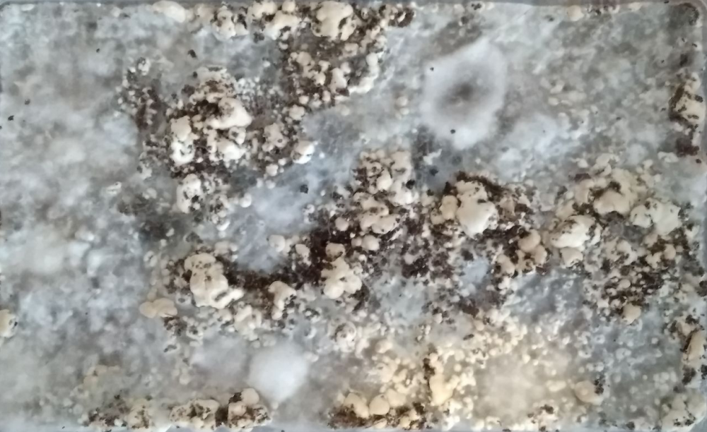 image.thumb.png.cbd2e5728053480af658c47b60490c5d.png
