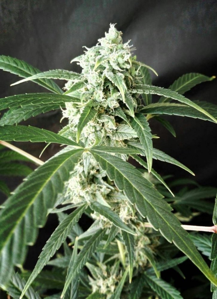 jungle-flowers.thumb.jpg.eb8295e8839aa6575d4ddfd3b7fd95d9.jpg