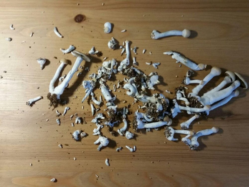 photo_2018-12-10_13-29-13.thumb.jpg.23fac14fce252024037763c9b97cdee2.jpg