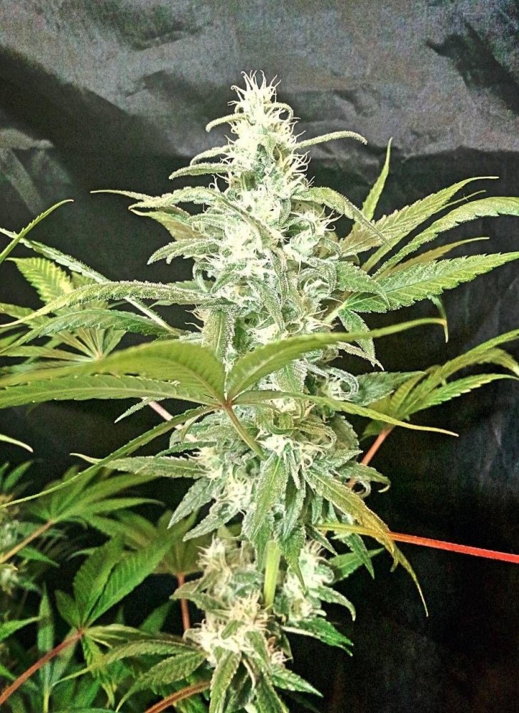 querkle.thumb.jpg.633ababaf1146c697960b182d9508389.jpg