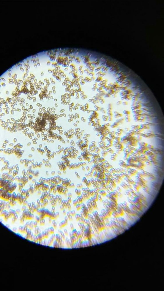 spores.jpg