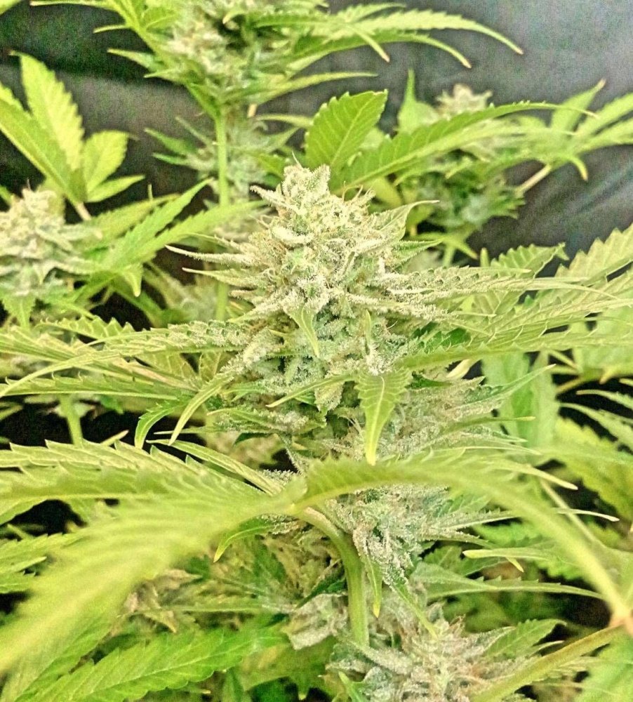 tangie.thumb.jpg.1be9730aa9a3bca33d2984563d312714.jpg