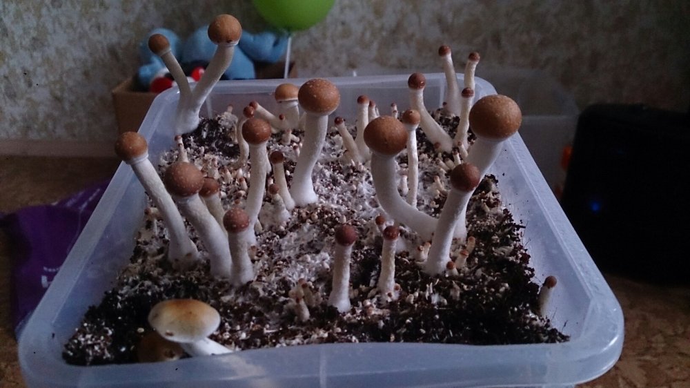 tmp-cam--755702350.thumb.jpg.e22b24f1ea30490f3d097ad31eeef8f0.jpg