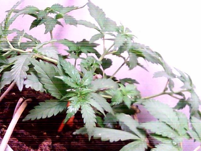 03_01_17_40.thumb.jpg.c81c2b993e8d2a9b0bf131eafefb5819.jpg