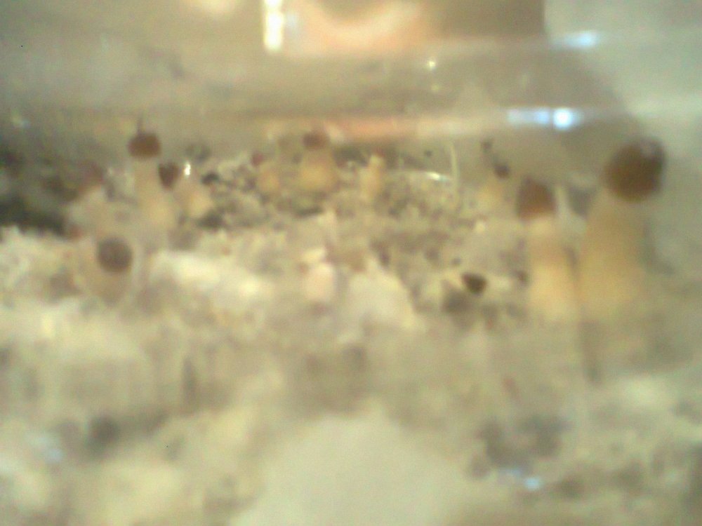 0554.thumb.jpg.4ccc4610aeee26ddfac493874356e2a1.jpg