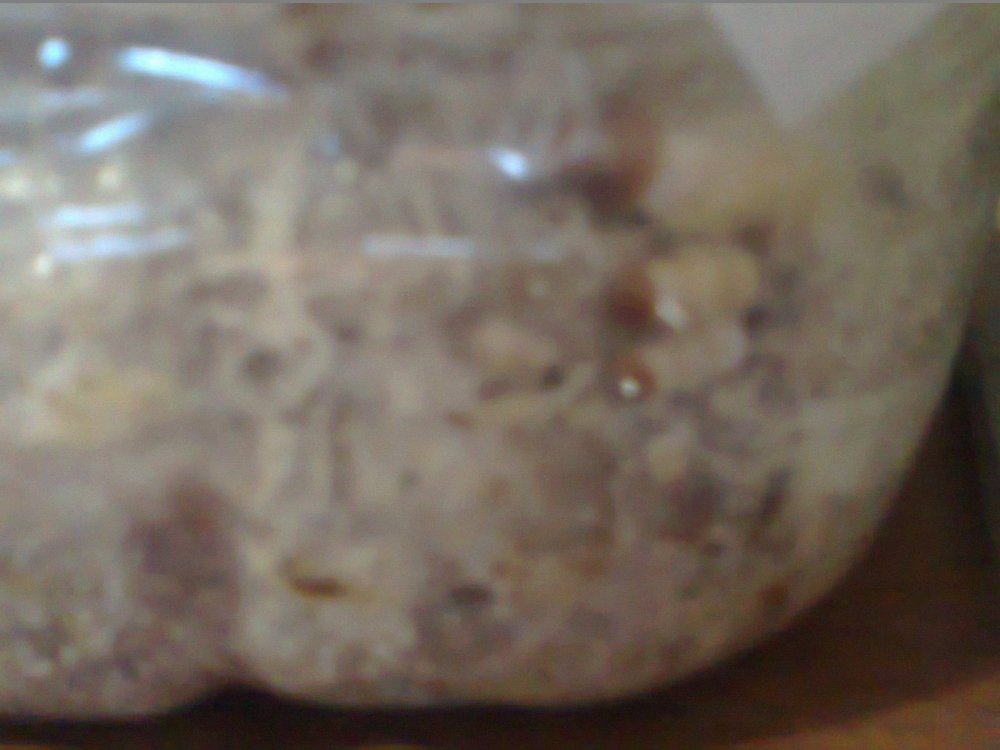 0555.thumb.jpg.bac14c4b9653f2cb4fceb85dfe26ac13.jpg