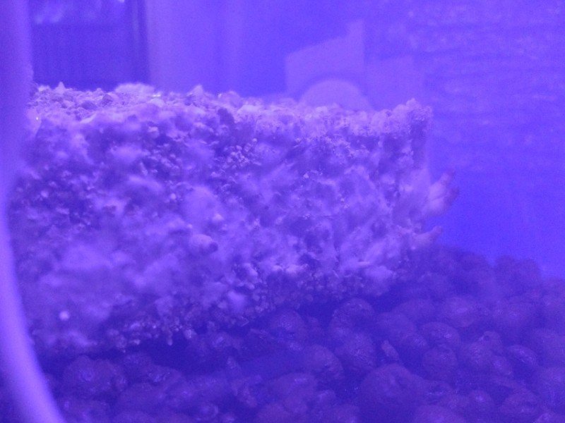1158503599_IMG_20181221_14561201.thumb.jpg.a8719d0aefb63d5d7e6a8228fe7bffd8.jpg