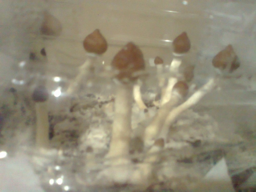 420993056_0564.thumb.jpg.b2b2566ea64afc1833eeab64c5b8eabf.jpg