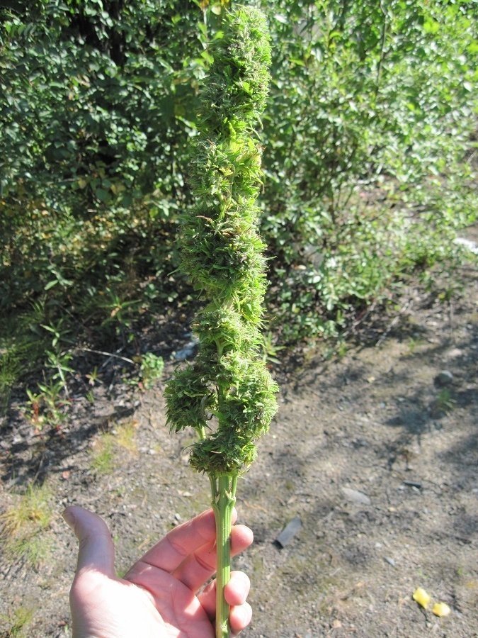 IMG 0747.jpg