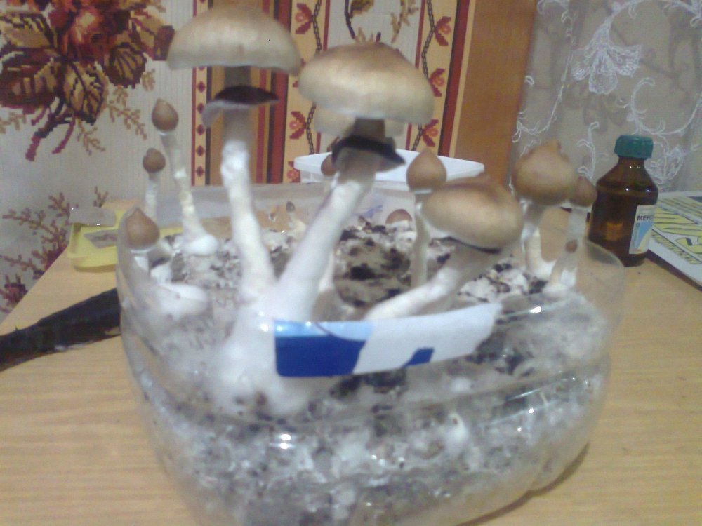 620300994_0567.thumb.jpg.ef39b923e1f5925eb837320cfcad97c8.jpg