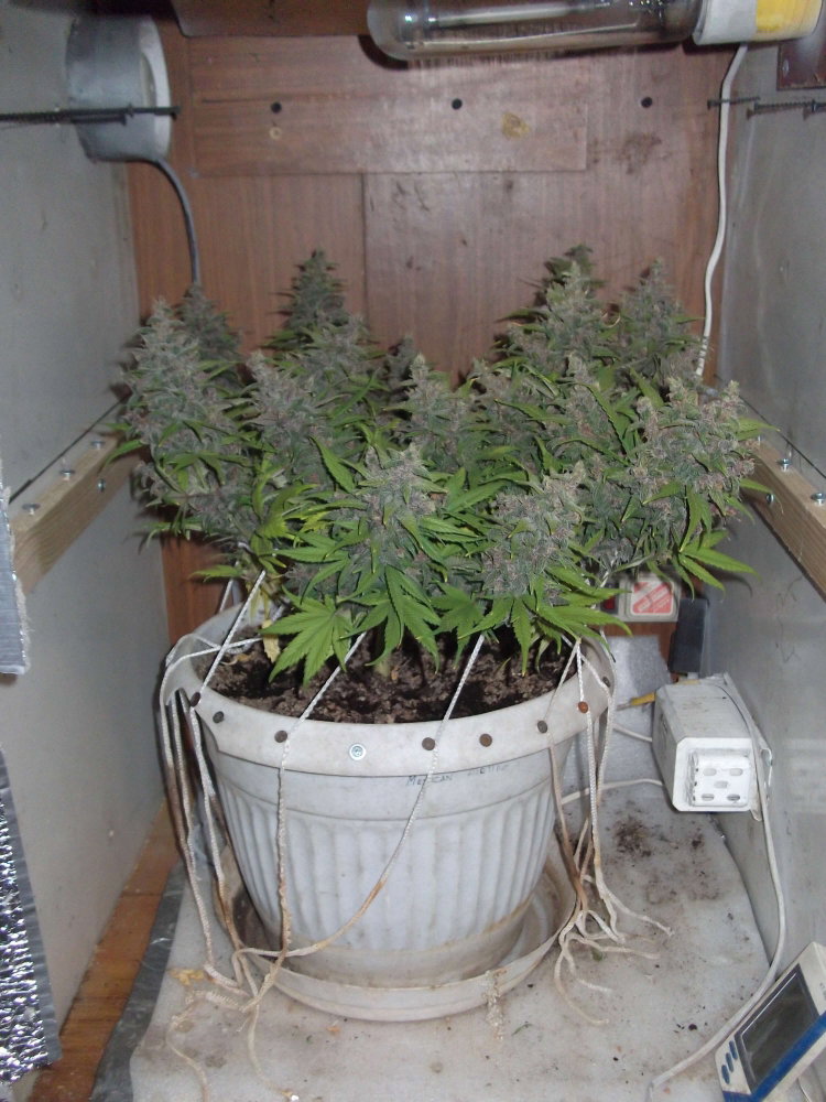 DSCF9501.JPG