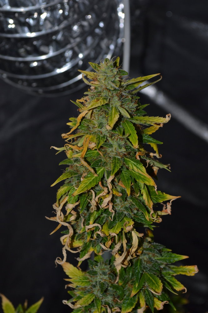 DSC_0002.JPG
