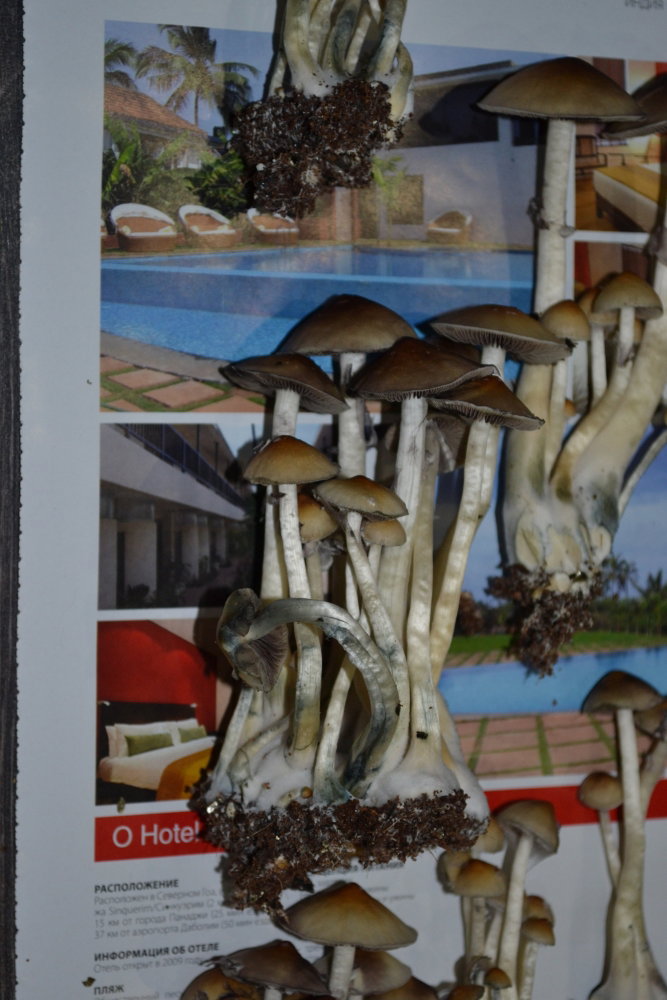 DSC_0003.JPG