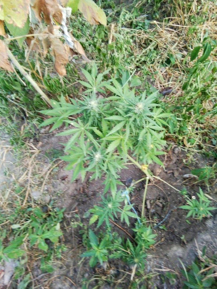 IMG-20180901-WA0001.thumb.jpg.acc02177092feefa7f8510af03044584.jpg