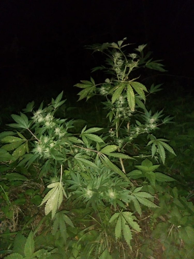 IMG-20181101-WA0011.thumb.jpg.1f629531541c8685b6c99352d1b64bbd.jpg