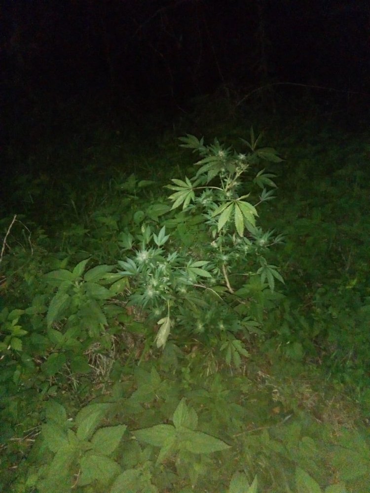 IMG-20181101-WA0015.jpg