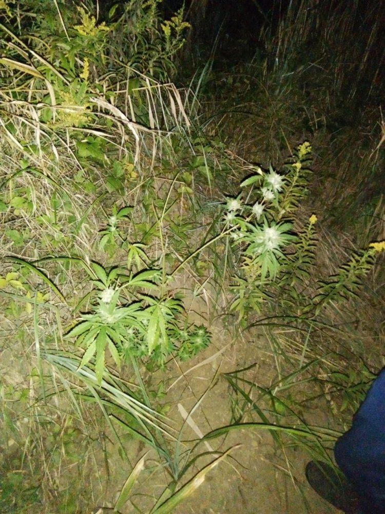IMG-20181101-WA0024.thumb.jpg.51974aa3e46954e7d3cd31ab910964c0.jpg