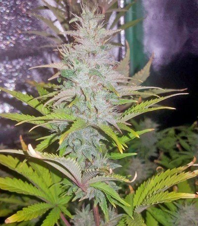 Lemon_Juice_Express_Auto_shishki__XDKg7uNVmbvfZh6E.thumb.jpg.fb4ffb3ac3fc20850366bce5d99be472.jpg