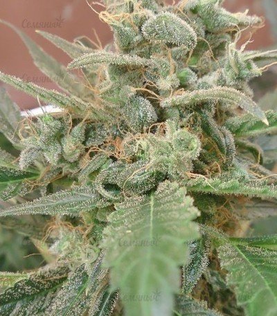 auto_Ak_marihuana__UpOJGkMUQfdL9Zyi.thumb.jpg.af37f1d2e1a298e54e3942ce8de501d4.jpg