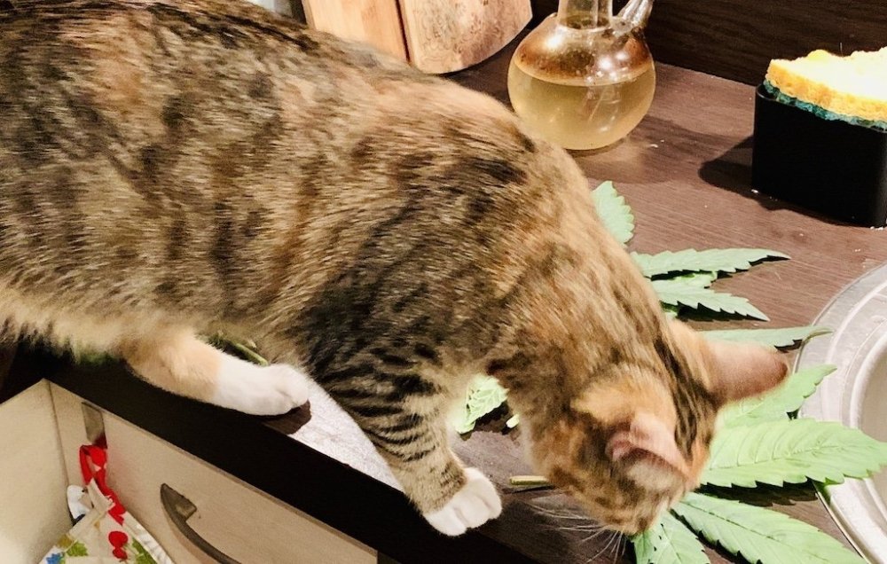 cat.thumb.jpg.789936a4390acf465e8d6beae45485ba.jpg