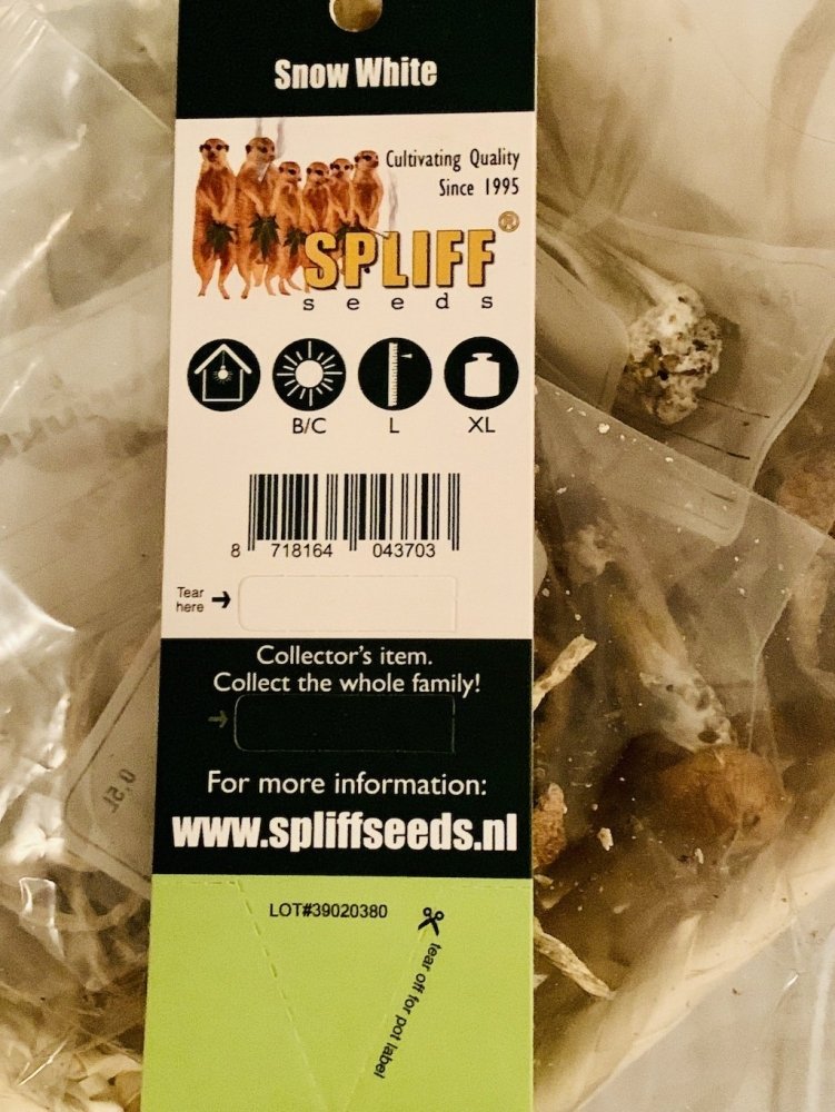 spliff.thumb.jpg.6407720b65111c8af0899cbbb2ca3165.jpg