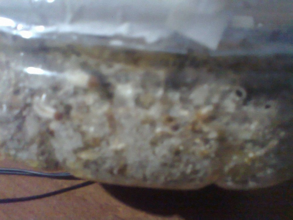 176088027_0609.thumb.jpg.90b639cdf0b0000d8af58595d64f91cb.jpg