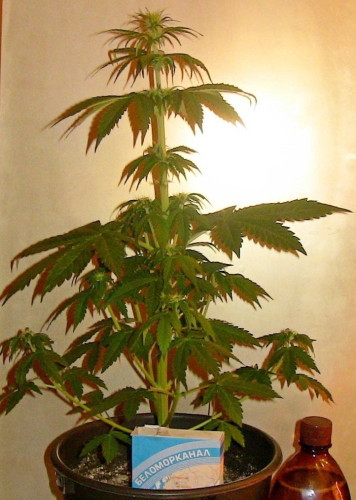 1925806128_35.thumb.JPG.a8e04e8c408d93c458888ea3b9ee4444.JPG