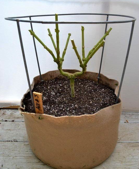 1main-lining-marijuana-example-of-hub.thumb.jpg.8db24c75c9cb3b09eb42b6da2b054d69.jpg
