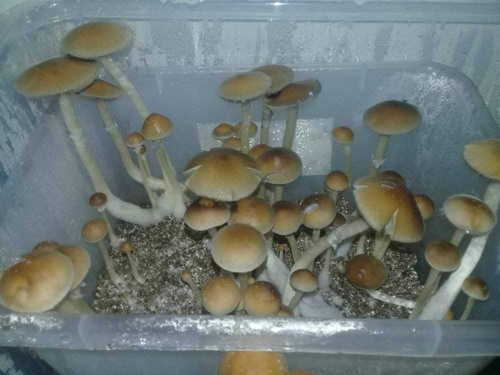 20190202_143812.jpg.0c3d3a16fd85d11080b252363caf9100.jpg