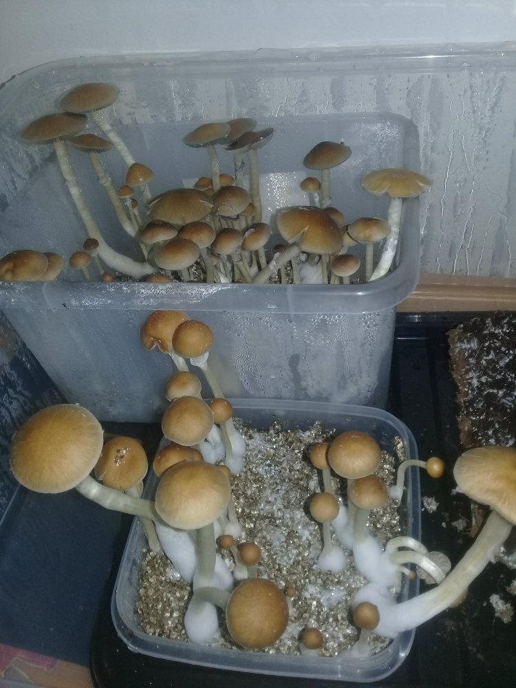 20190202_143821.jpg.6bd560e20ffe9a91318f714ba6ff93ea.jpg