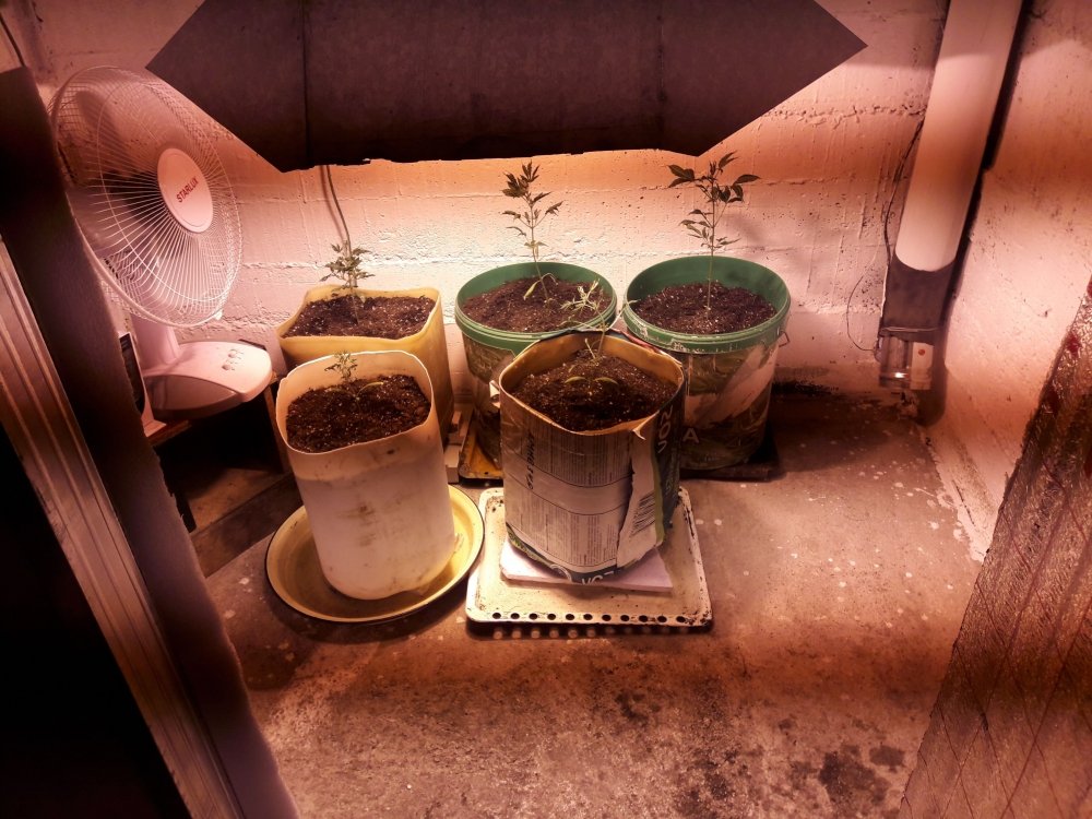 20190217_161101_Compressed.thumb.jpg.afa4c6e2ee855cee74b5da902a157e45.jpg