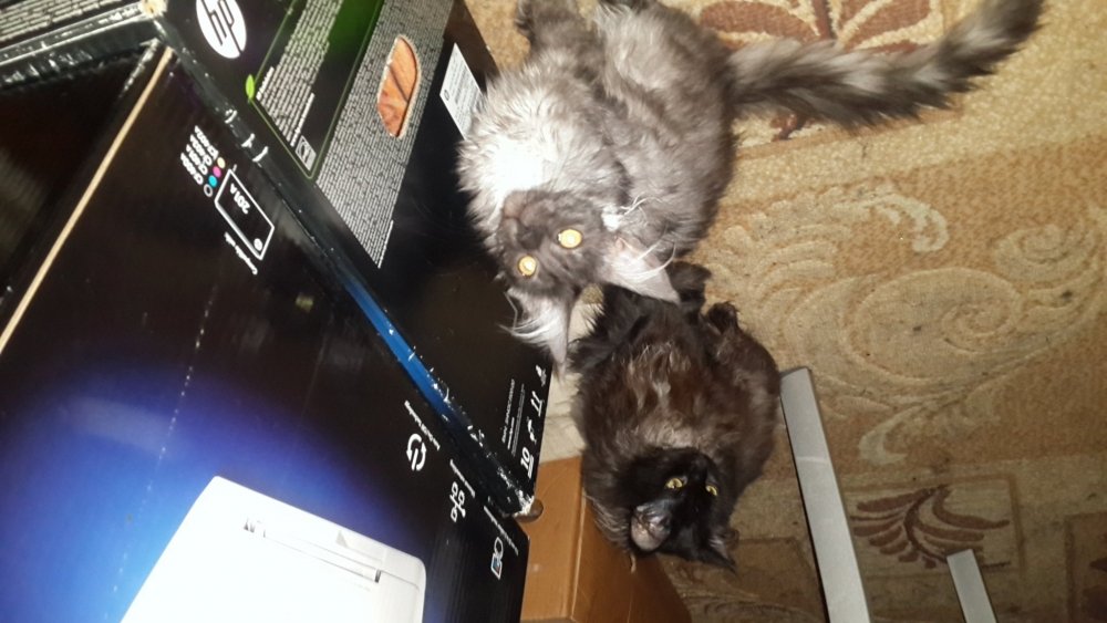 20190217_192628.thumb.jpg.f3950c16c7a33e407e5cad67ac1e7ce3.jpg